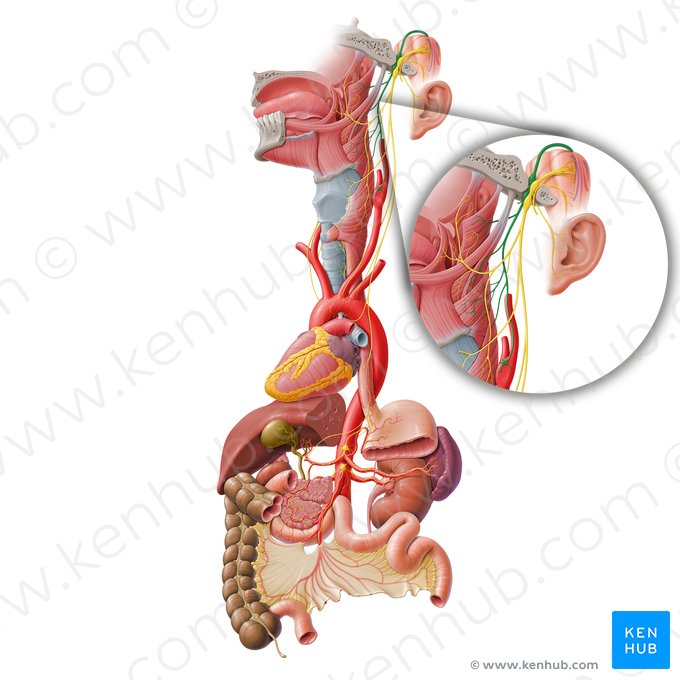 Glossopharyngeal nerve (Nervus glossopharyngeus); Image: Paul Kim