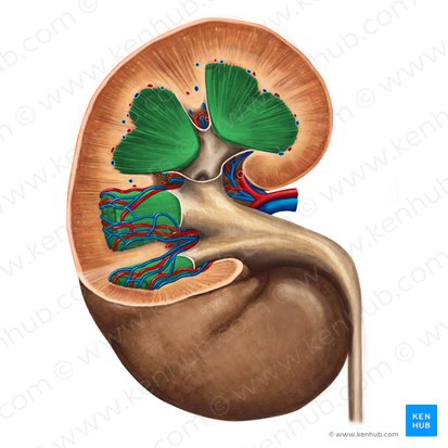 Médula renal (Medulla renis); Imagen: Irina Münstermann