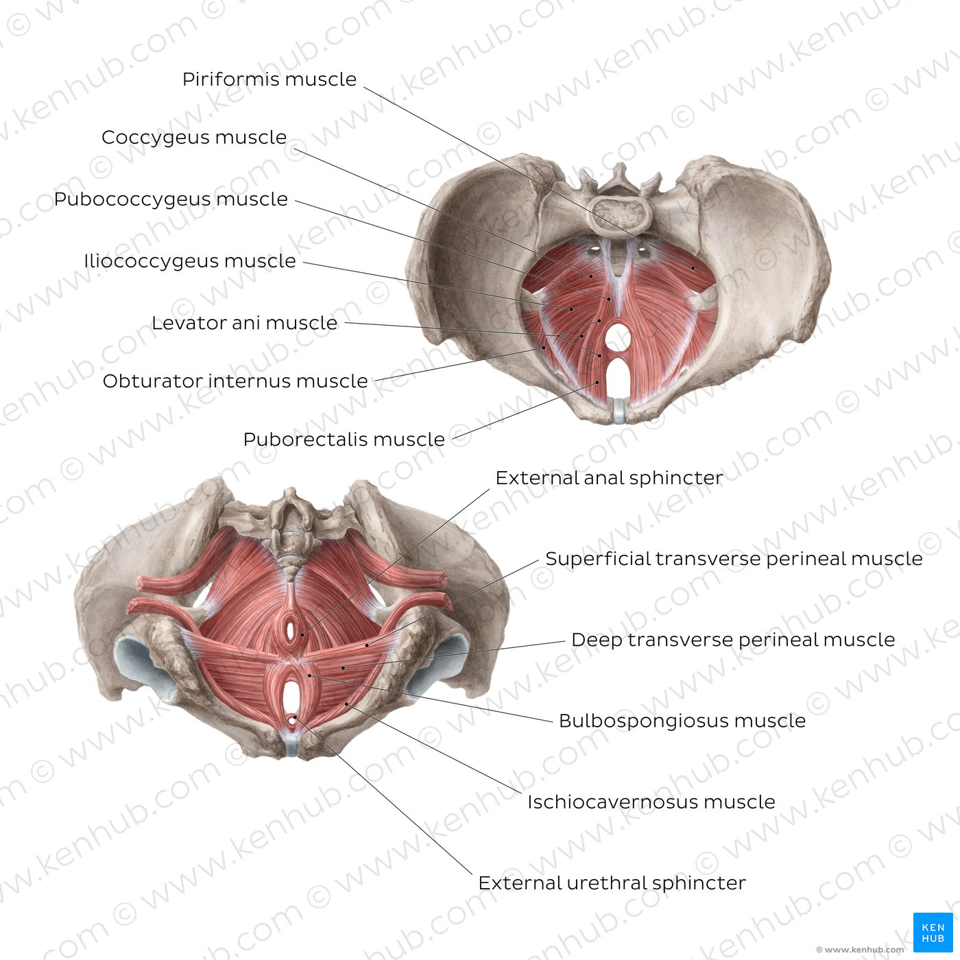 Muscles of the pelvic floor: Anatomy and function | Kenhub