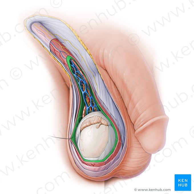 Fáscia espermática interna (Fascia spermatica interna); Imagem: Paul Kim