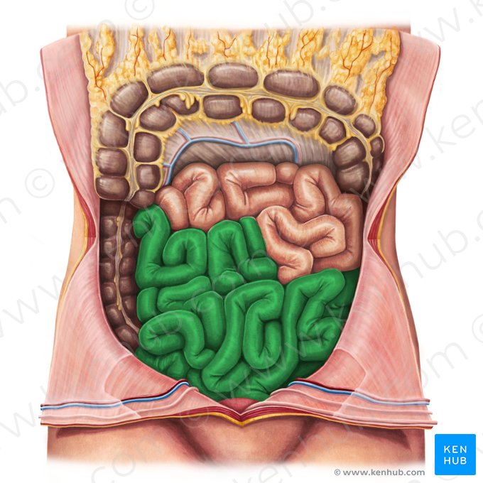 Íleo (Ileum); Imagem: Irina Münstermann