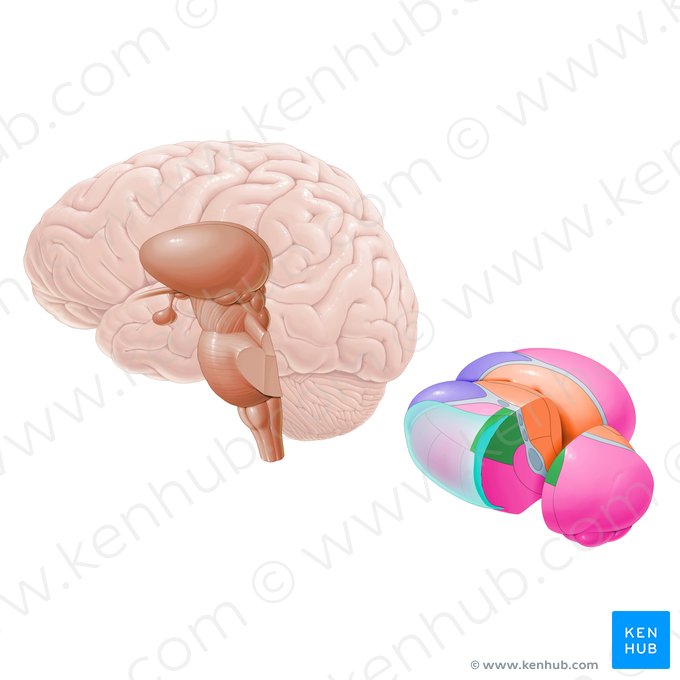 Núcleo látero-posterior (Nucleus lateralis posterior); Imagem: Paul Kim