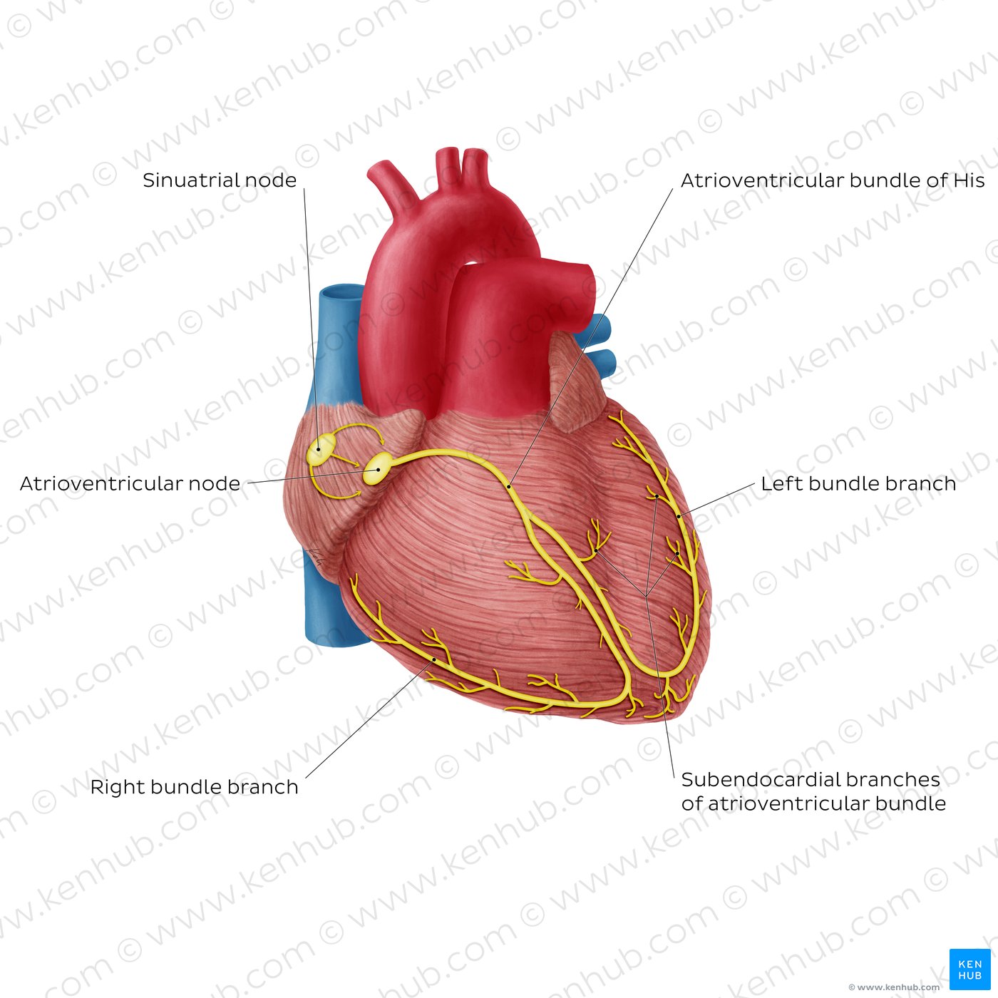Conduction system of the heart