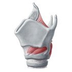 Larynx