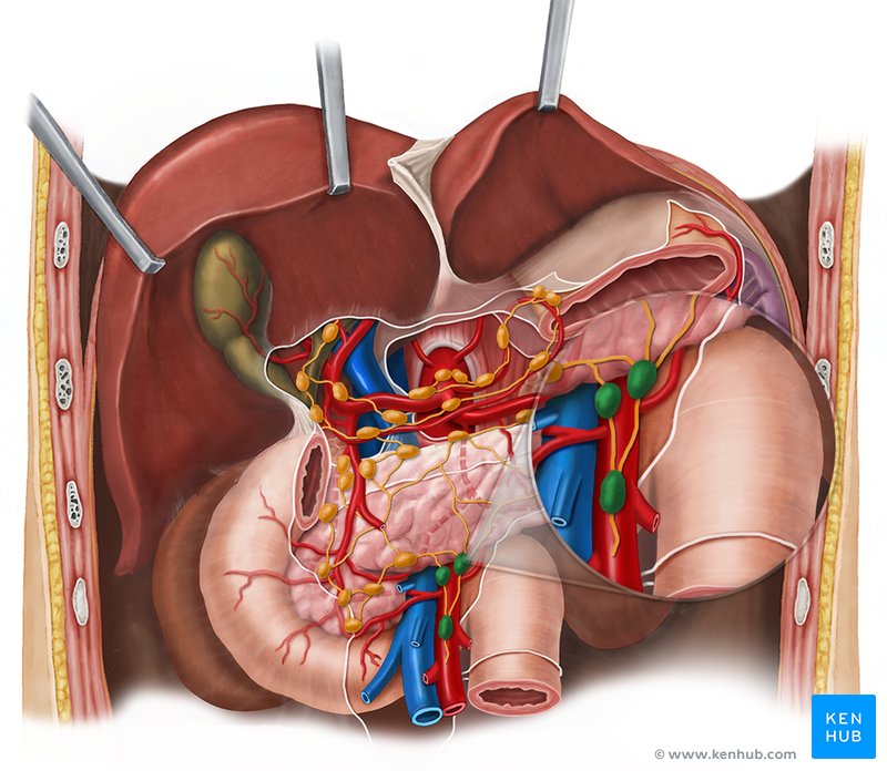 Retroperitoneal space and associated lymph nodes | Kenhub