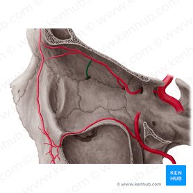 Arteria etmoidal anterior (Arteria ethmoidalis anterior); Imagen: Yousun Koh