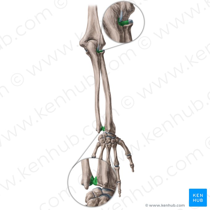 Radioulnar joints (Articulationes radioulnares); Image: Yousun Koh