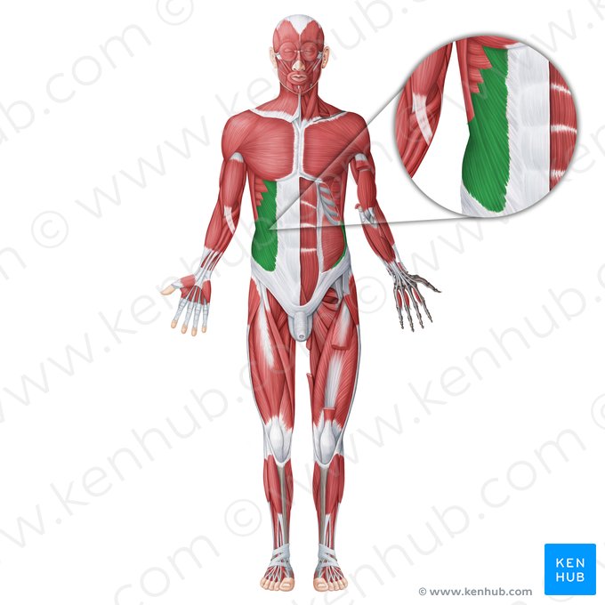 Musculus obliquus externus abdominis (Äußerer schräger Bauchmuskel); Bild: Irina Münstermann