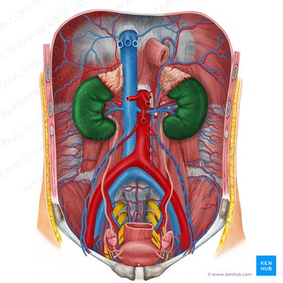 Kidney (Ren); Image: Irina Münstermann