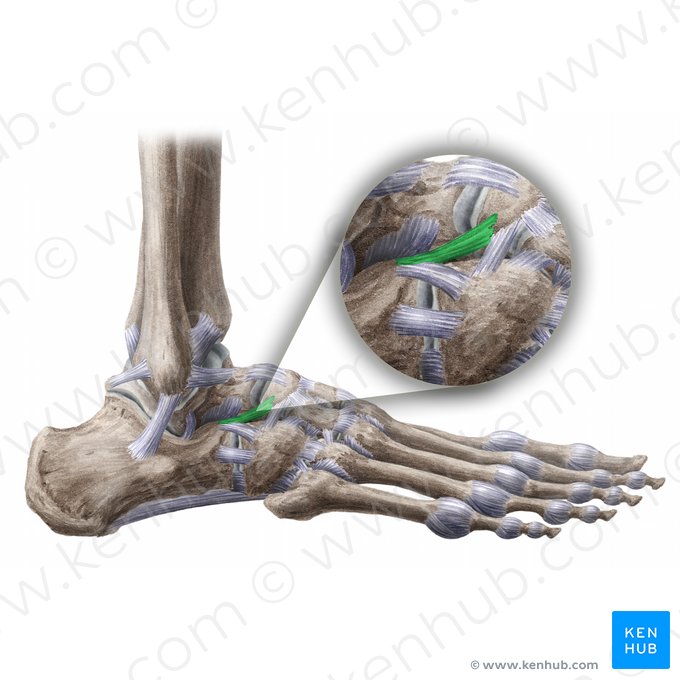 Ligamento calcaneonavicular (Ligamentum calcaneonaviculare); Imagen: Liene Znotina