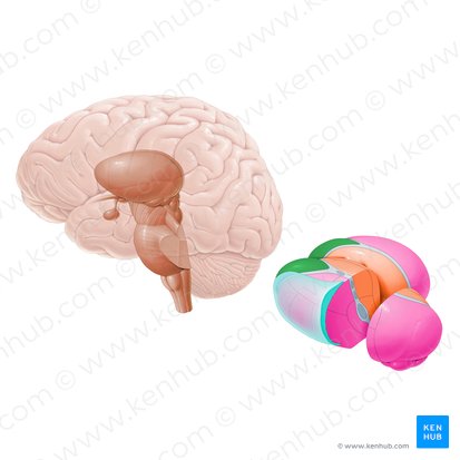 Anterior nuclei of thalamus (Nuclei anteriores thalami); Image: Paul Kim