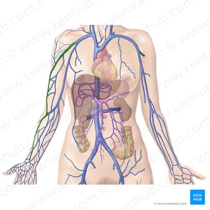 Vena cefálica (Vena cephalica); Imagen: Begoña Rodriguez