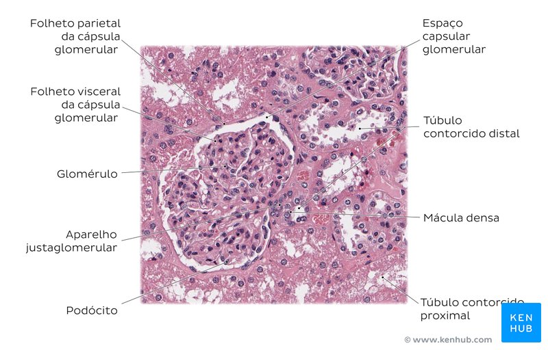 Corpúsculo renal. Coloração: HE. Grande aumento.