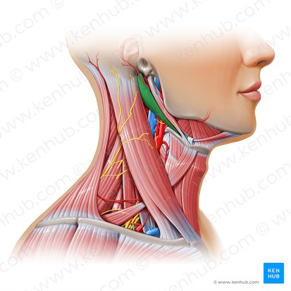 Vientre posterior del músculo digástrico (Venter posterior musculi digastrici); Imagen: Paul Kim