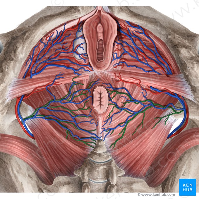 Inferior anorectal artery (Arteria anorectalis inferior); Image: Rebecca Betts