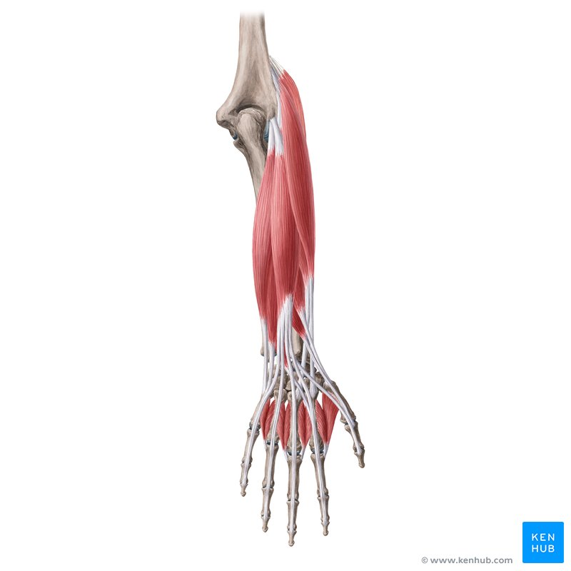 Músculos del antebrazo (ilustración anatómica)