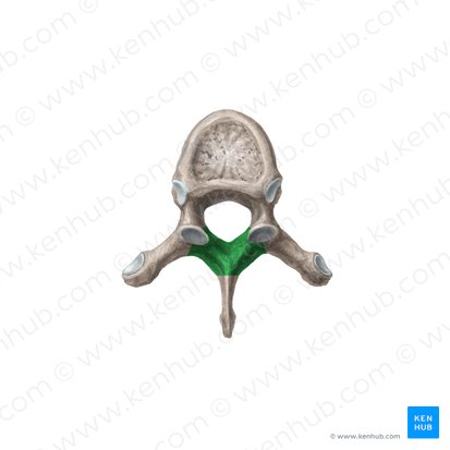 Lâmina do arco vertebral (Lamina arcus vertebrae); Imagem: Liene Znotina