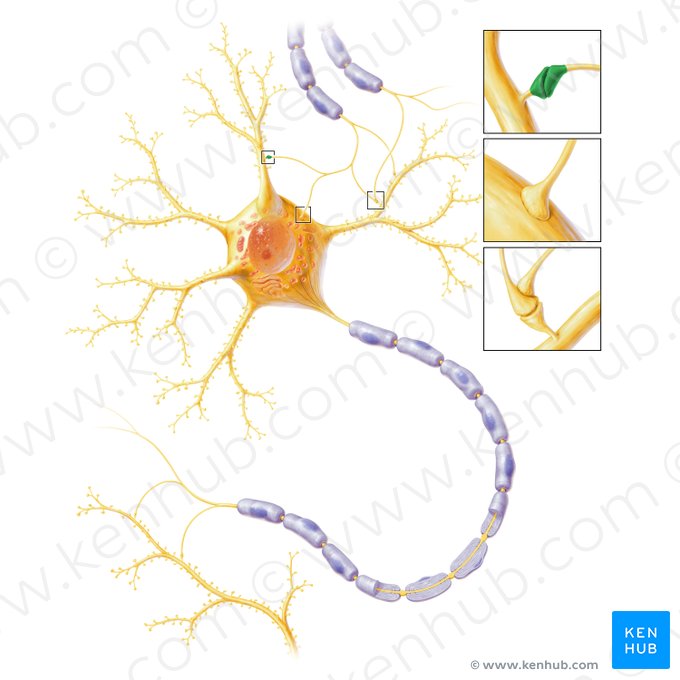 Synapse axodentritique (Synapsis axodendritica); Image : Paul Kim