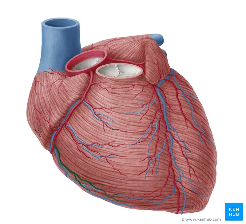 Right marginal artery (Arteria marginalis dextra)