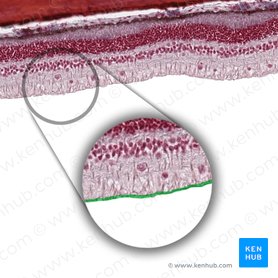 Stratum limitans internum retinae (Innere Gliagrenzschicht der Netzhaut); Bild: 