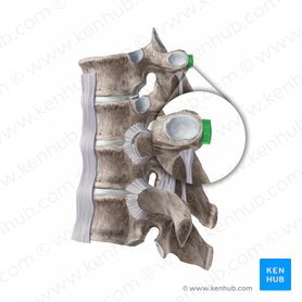 Lateral costotransverse ligament (Ligamentum costotransversarium laterale); Image: Begoña Rodriguez