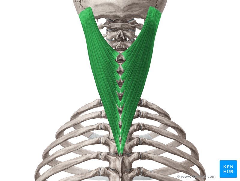 Splenius capitis: Origin, insertion, actions, innervation | Kenhub