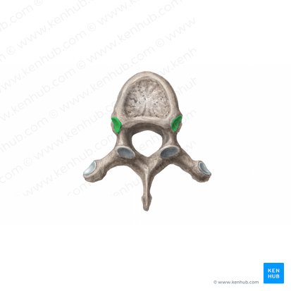 Fóvea costal superior da vértebra (Fovea costalis superior vertebrae); Imagem: Begoña Rodriguez