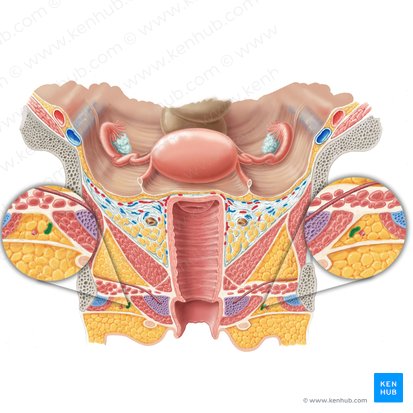 Perineal artery (Arteria perinealis); Image: Samantha Zimmerman