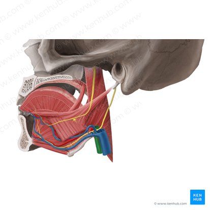 Arteria carótida externa (Arteria carotis externa); Imagen: Begoña Rodriguez