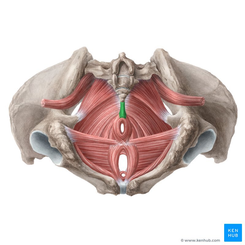 Ligamento anococcígel (vista inferior)