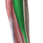 Anterior muscles of the leg