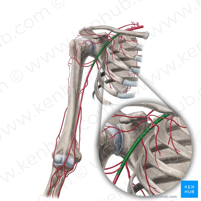 Arteria axillaris (Achselarterie); Bild: Yousun Koh