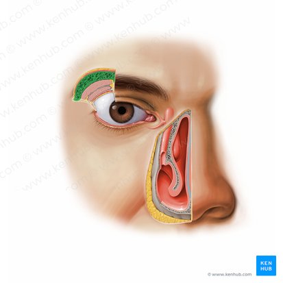 Frontal bone (Os frontale); Image: Paul Kim