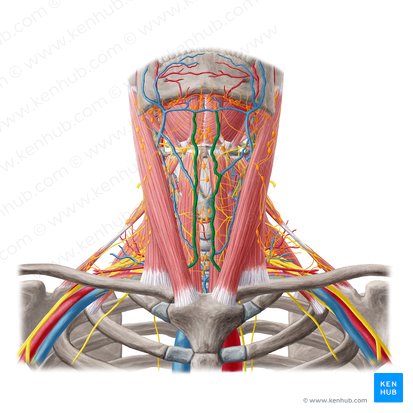 Vena yugular anterior (Vena jugularis anterior); Imagen: Yousun Koh