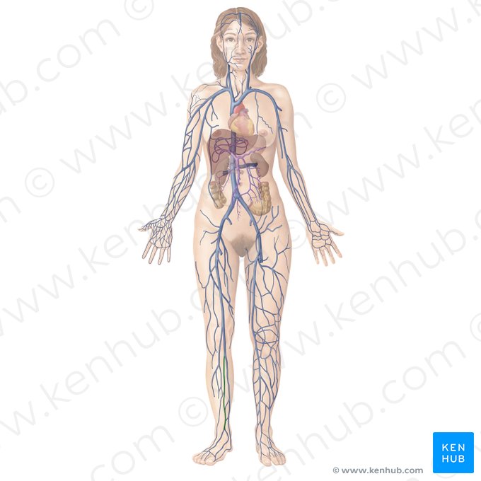 Anterior tibial vein (Vena tibialis anterior); Image: Begoña Rodriguez