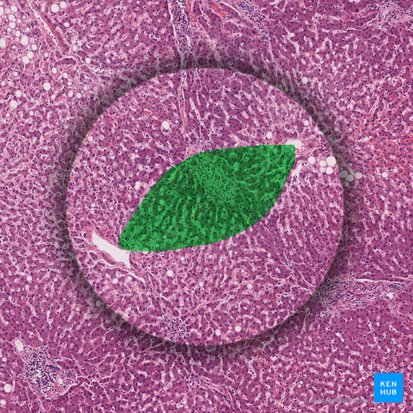 Acinus hepatis (Leberazinus); Bild: 
