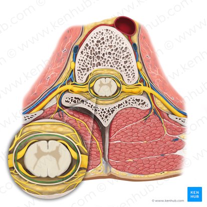 Arachnoid mater of spinal cord (Arachnoidea mater spinalis); Image: Rebecca Betts