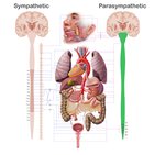 Parasympathetic nervous system