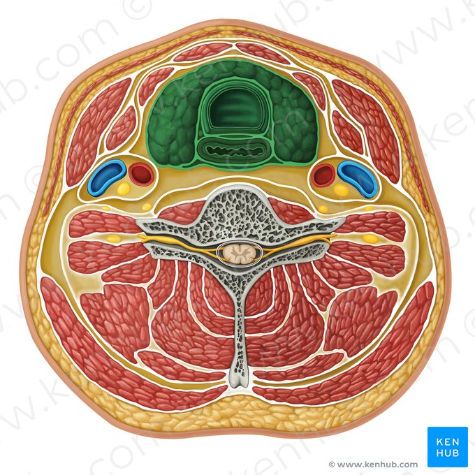 Compartmentium visceralis (Viszerales Kompartiment); Bild: Irina Münstermann