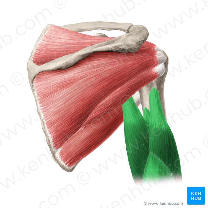 Musculus triceps brachii (Dreiköpfiger Oberarmmuskel); Bild: Yousun Koh