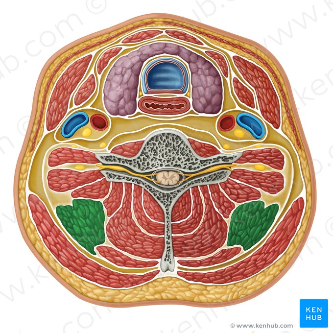 Músculo elevador de la escápula (Musculus levator scapulae); Imagen: Irina Münstermann