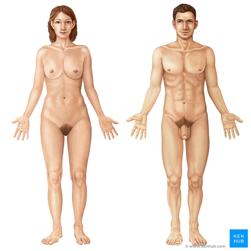 A female on the left, male on the right, both standing upright in the anatomical position