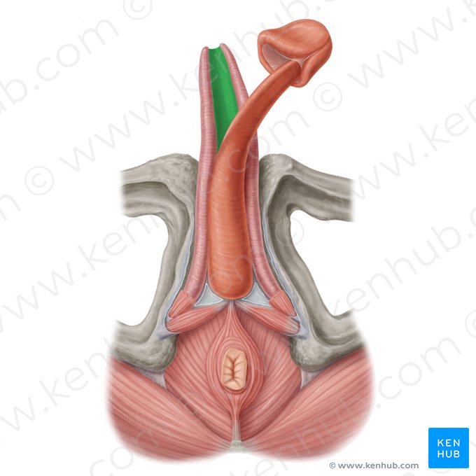 Septum intercavernosum fasciae penis profundae (Pars intercavernosa der tiefen Penisfaszie); Bild: Samantha Zimmerman