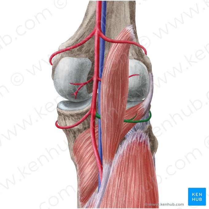 Inferior lateral genicular artery (Arteria inferior lateralis genus); Image: Liene Znotina
