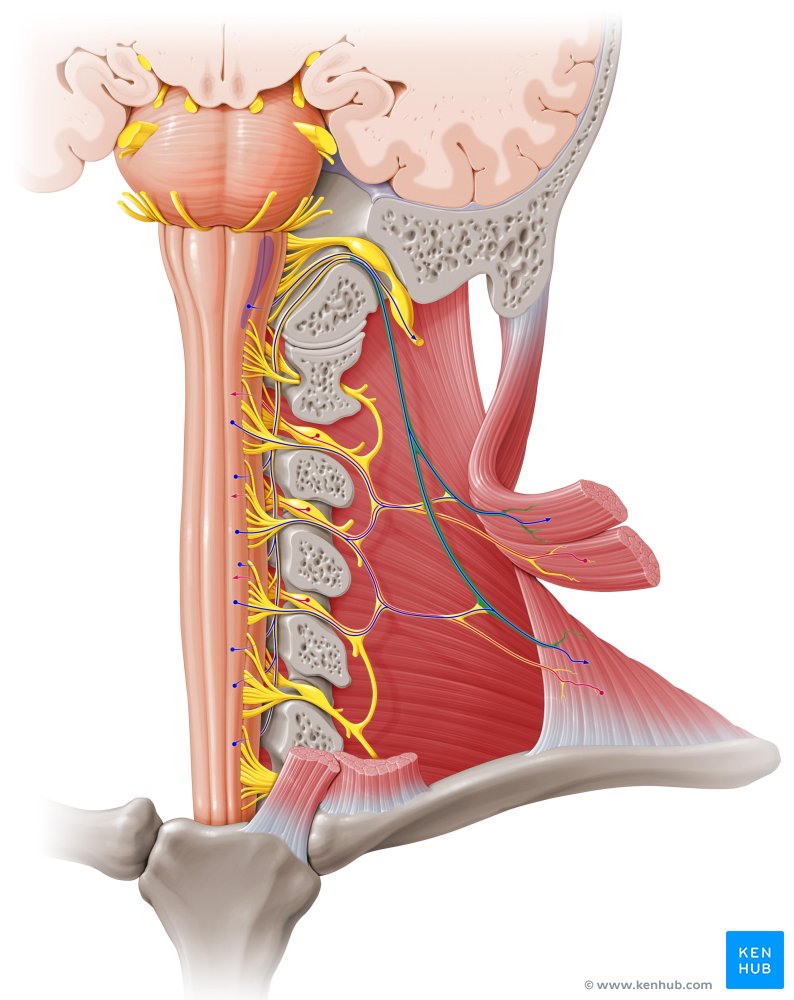 Accessory nerve - ventral view