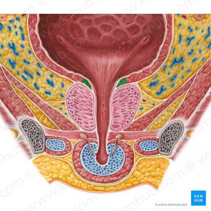 Musculus sphincter internus urethrae (Innerer Harnröhrenschließmuskel); Bild: Irina Münstermann