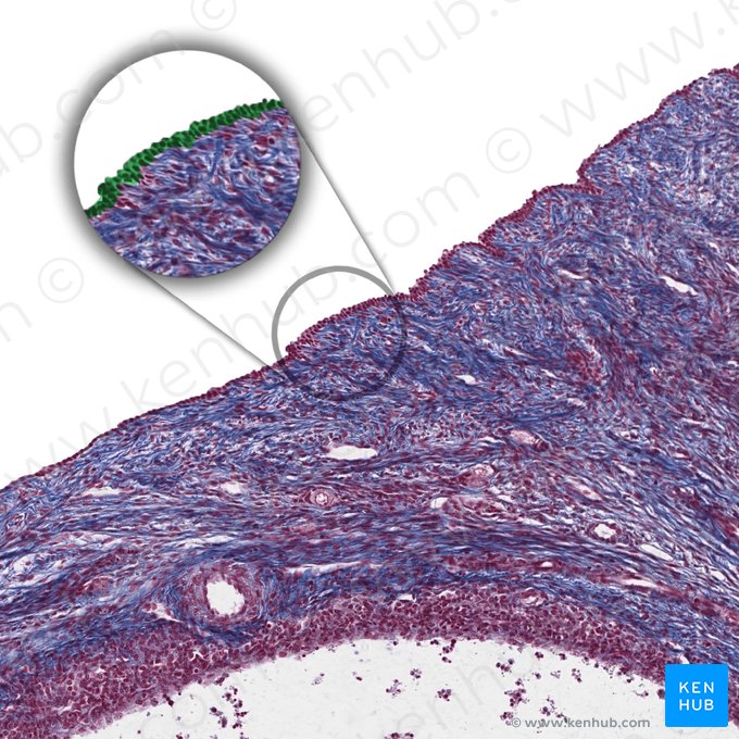 Germinal epithelium; Image: 