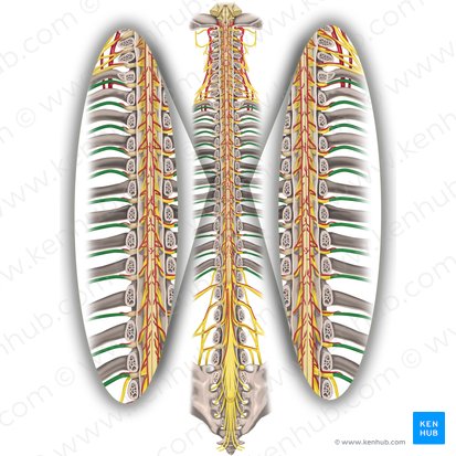 Spinal nerves T1-T12 (Nervi spinales T1-T12); Image: Rebecca Betts