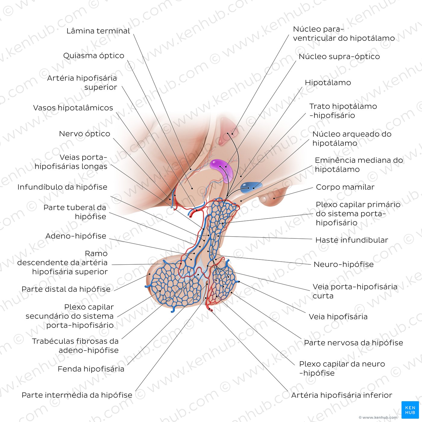 Glândula hipófise: anatomia e função da hipófise | Kenhub