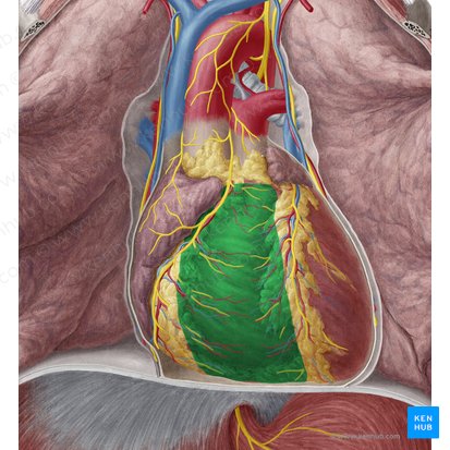 Right ventricle of heart (Ventriculus dexter cordis); Image: Yousun Koh